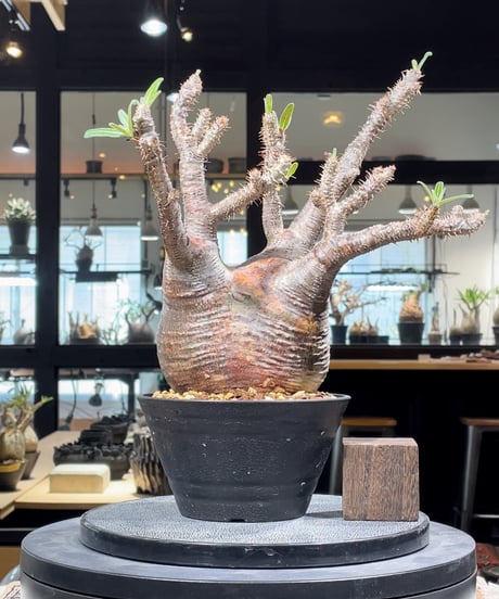 CATEGORY Pachypodium gracilius(パキポディウム グラキリス) |