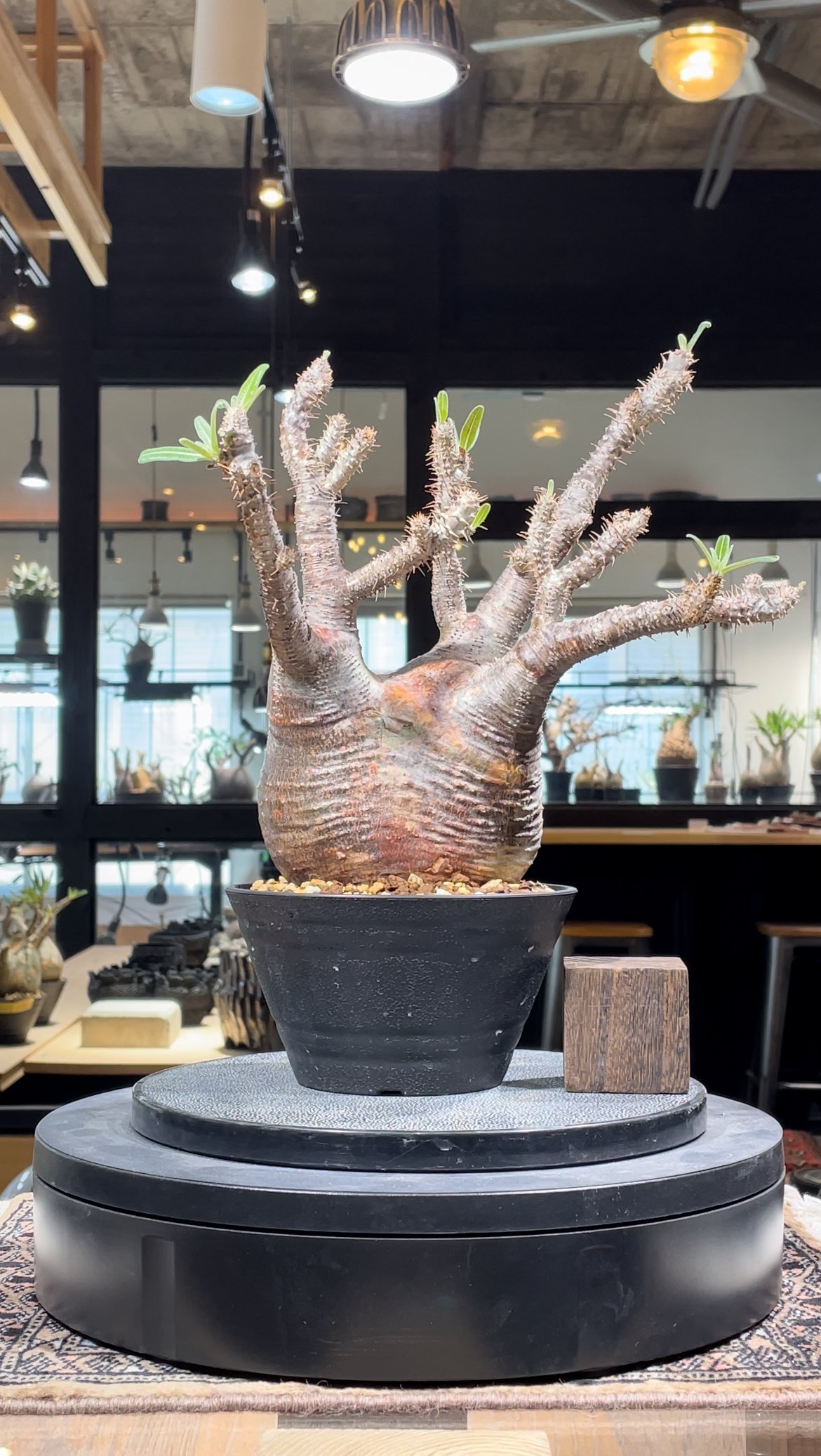 パキポディウム グラキリス 発根済pachypodhium Graci パキポディウム グラキリス Pachypodium gracilius 発根済 (gk-31