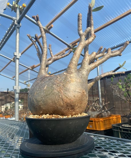 パキポディウム グラキリス　Pachypodium gracilius 　発根済　(商品番号gk-117)