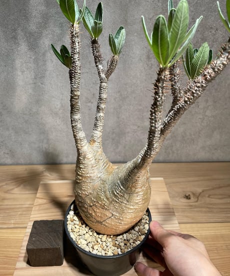 パキポディウム グラキリス　Pachypodium gracilius 　発根済　(商品番号gk-78)
