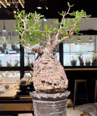 オペルクリカリア　パキプス　実生株 オペルクリカリア パキプス 実生5年株 発根済 (商品番号PP-76valiem