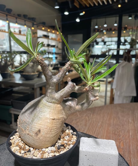 パキポディウム グラキリス　Pachypodium gracilius 　発根済　(gk-558)