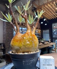 パキポディウム グラキリス 2頭 Pachypodium gracilius 発根済