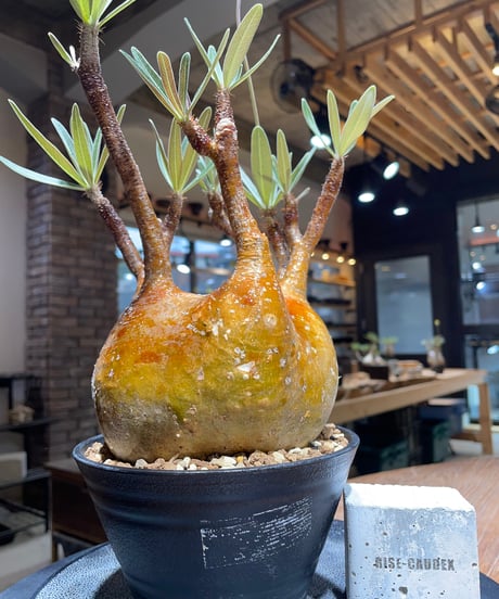 パキポディウム グラキリス　Pachypodium gracilius 　発根済　(gk-456）
