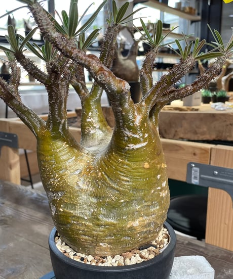 パキポディウム グラキリス　Pachypodium gracilius 　発根済　(gk-426)