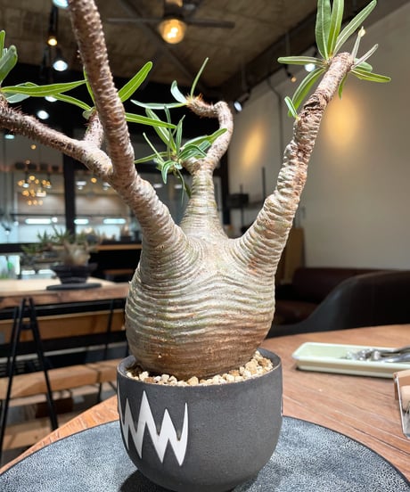パキポディウム グラキリス　Pachypodium gracilius 　発根済　(gk-412valiem) ACT4 GLUTTONY Mサイズ