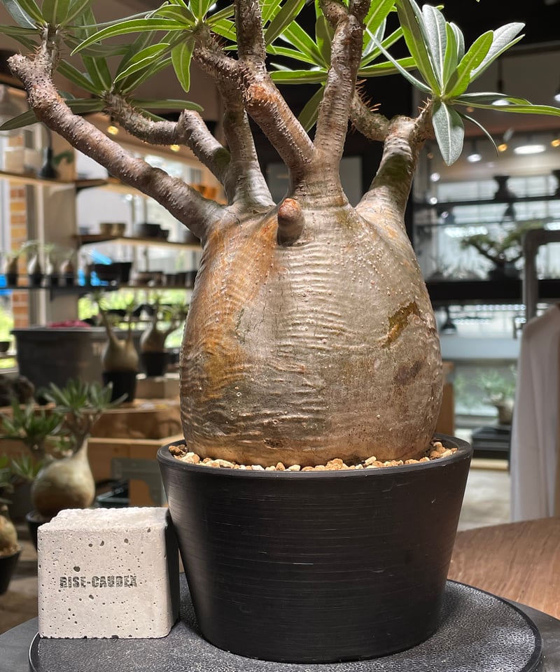 パキポディウム グラキリス Pachypodium gracilius 発根済 (gk-47