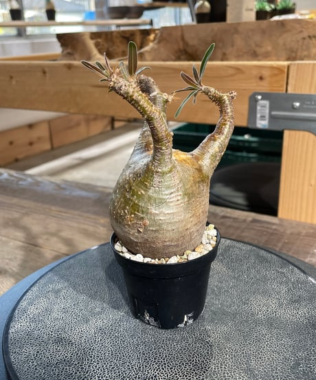 パキポディウム グラキリス　Pachypodium gracilius 　発根済　(gk-431)