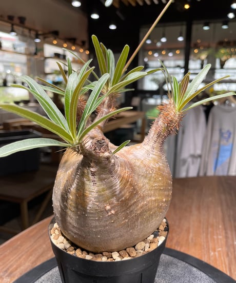 パキポディウム グラキリス　Pachypodium gracilius 　発根済　(gk-439）