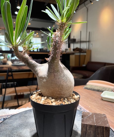 パキポディウム グラキリス　Pachypodium gracilius 　発根済　(gk-398)