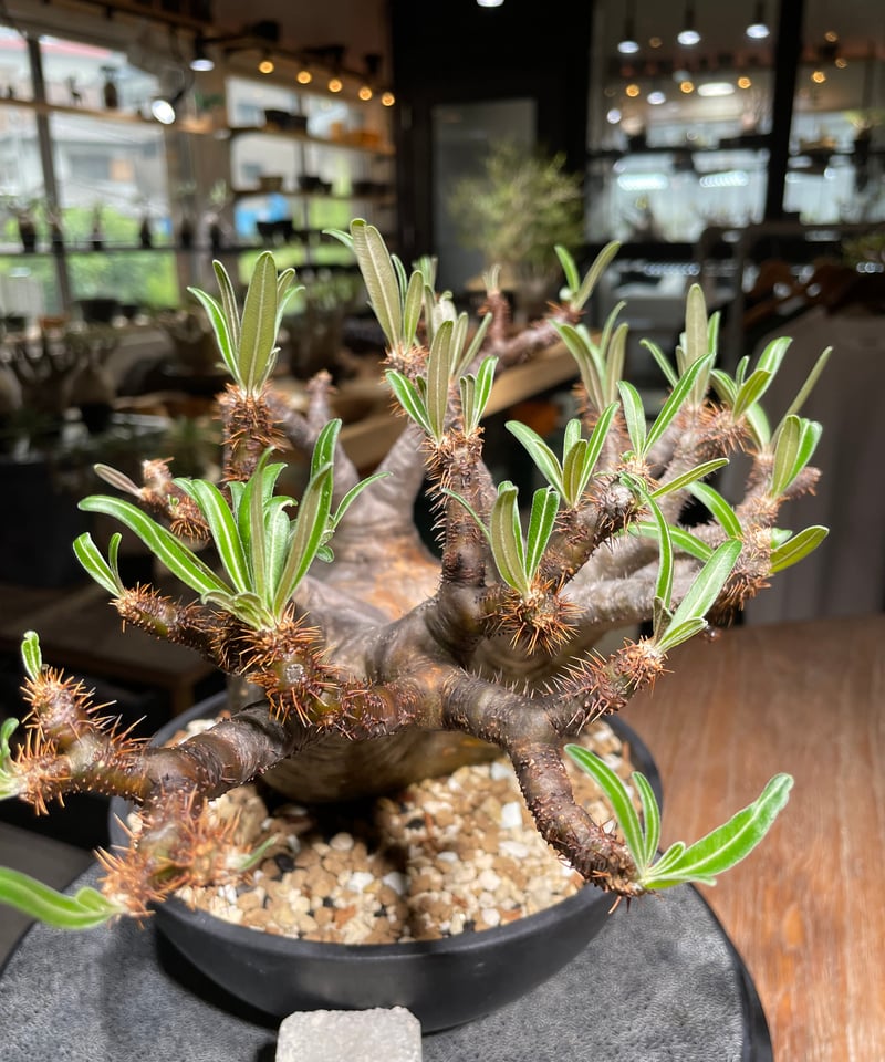 パキポディウム グラキリス Pachypodium gracilius 発根済 (gk-53