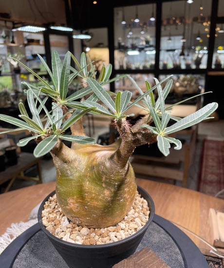 パキポディム グラキリス　Pachypodium gracilius 　発根済　(gk-207)