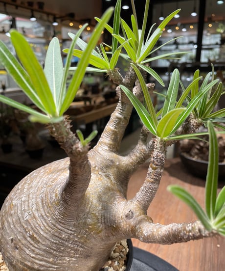パキポディウム グラキリス　Pachypodium gracilius 　発根済　(gk-459)