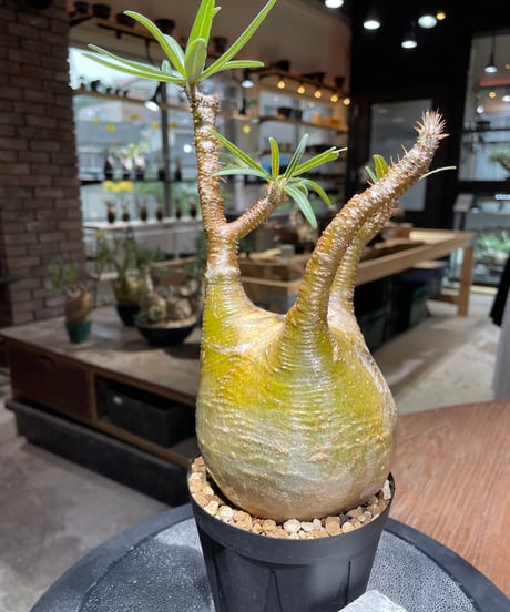 パキポディウム グラキリス　Pachypodium gracilius 　発根済　(gk-468)