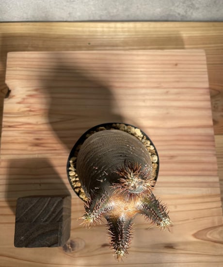 パキポディウム グラキリス　Pachypodium gracilius 　発根済　(商品番号gk-34)