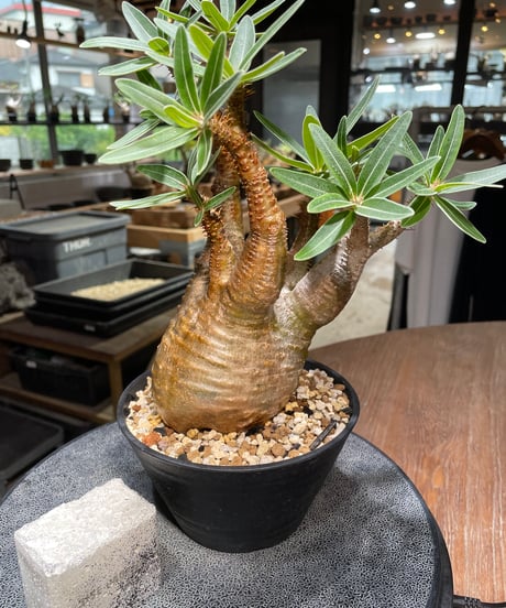 パキポディウム グラキリス　Pachypodium gracilius 　発根済　(gk-436)