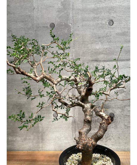 コミフォラ モンストローサ /Commiphora monstrosa　発根済　 (幹幅約3.5cm)　(商品番号mr-11)