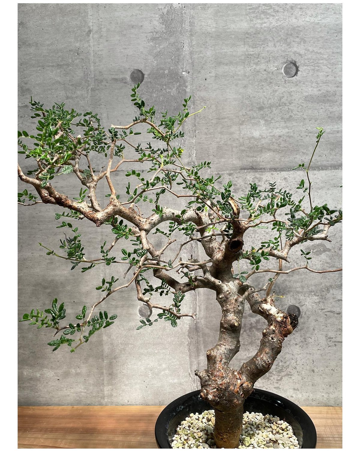 大株　コミフォラ　モンストローサ　美株 大株コミフォラモンストローサ美株