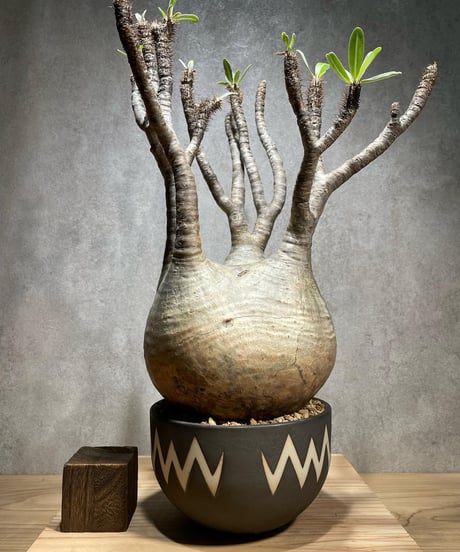 パキポディウム グラキリス　Pachypodium gracilius 　発根済　(商品番号gk-70valiem)  VALIEM 　(VALIEMタグ付き)