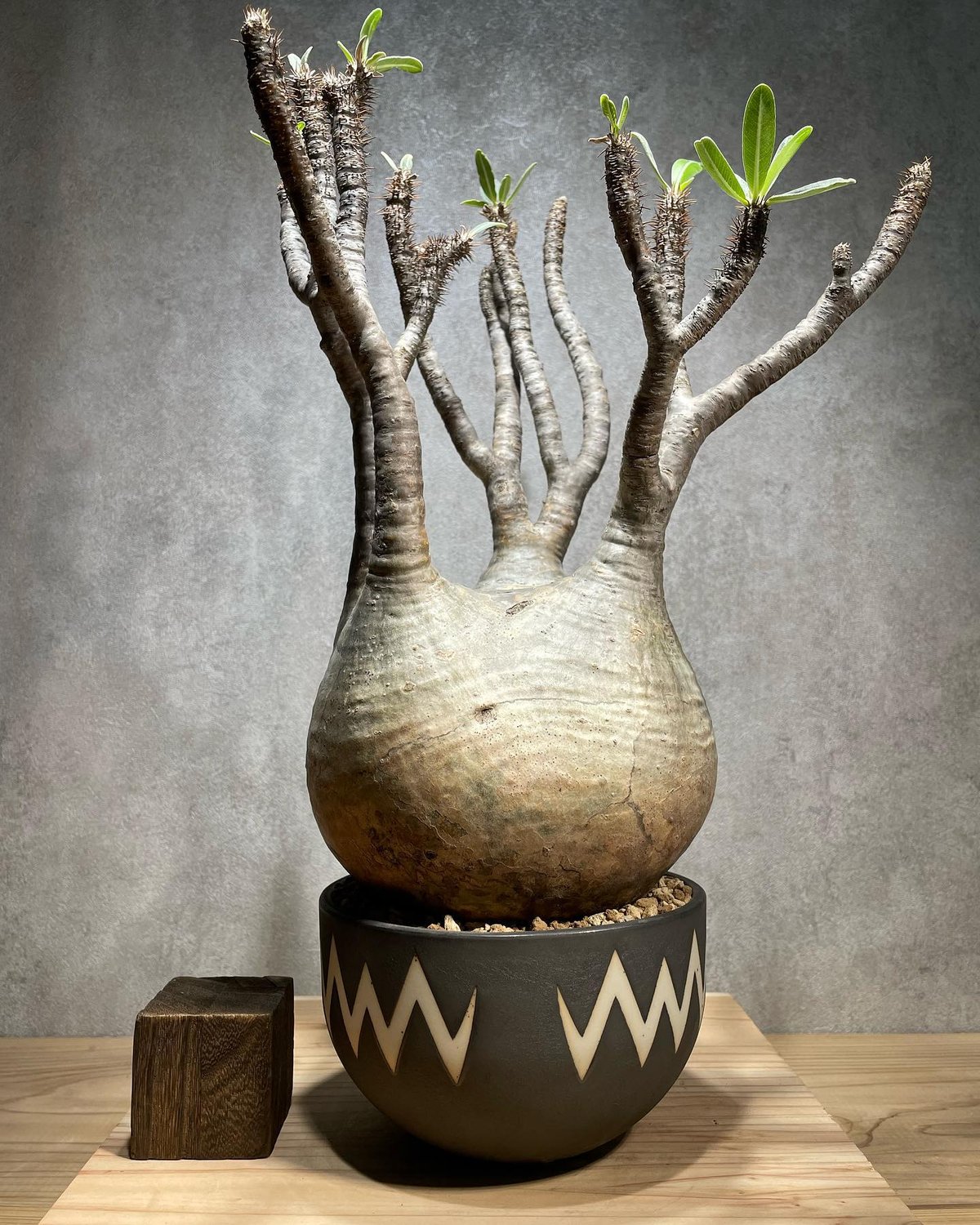 グラキリス＆valiem VALIEM鉢植え】 グラキリス 発根済み 【公式通販】