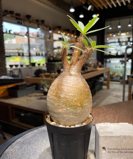 パキポディウム グラキリス　Pachypodium gracilius 　発根済　(gk-488)