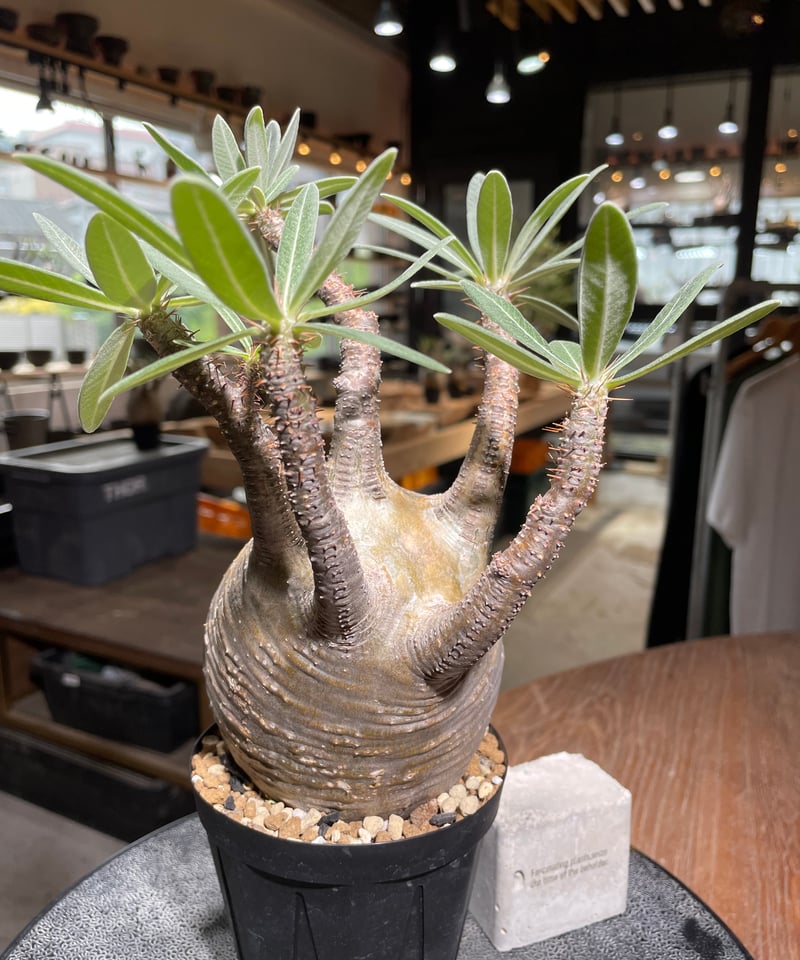 パキポディウム グラキリス Pachypodium gracilius 発根済 (gk-52