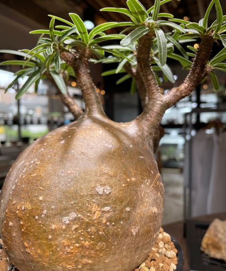 パキポディウム グラキリス　Pachypodium gracilius 　発根済　(gk-495）