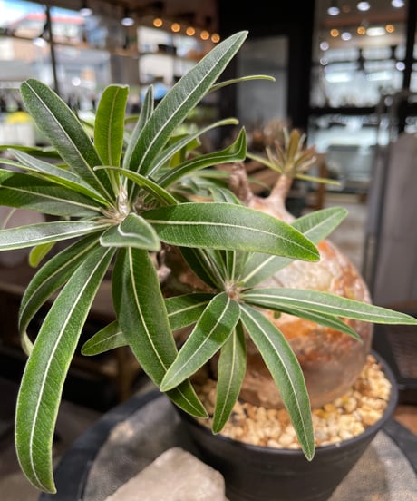 パキポディウム グラキリス　Pachypodium gracilius 　発根済　(gk-497）