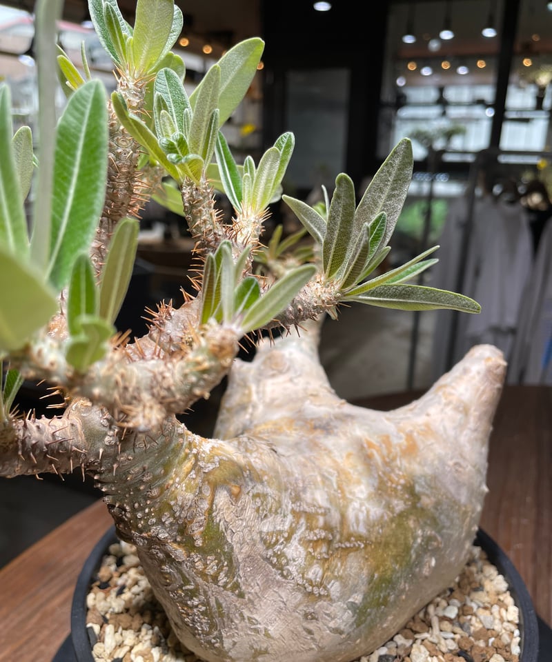 パキポディウム グラキリス Pachypodium gracilius 発根済 (gk-44