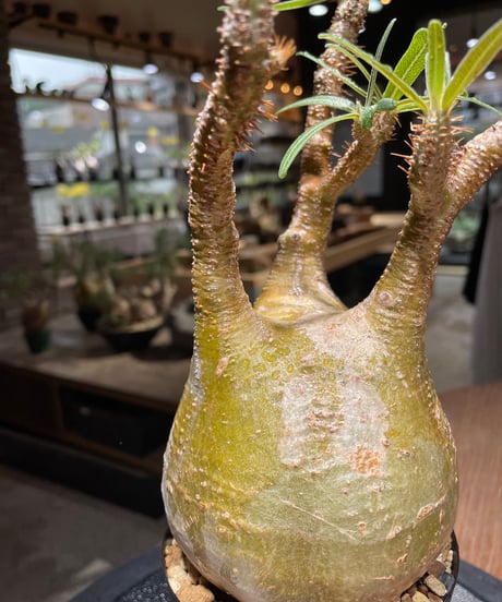 パキポディウム グラキリス　Pachypodium gracilius 　発根済　(gk-468)