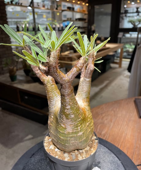 パキポディウム グラキリス　Pachypodium gracilius 　発根済　(gk-466)