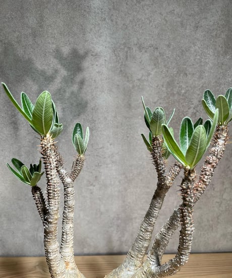 パキポディウム グラキリス　Pachypodium gracilius 　発根済　(商品番号gk-78)