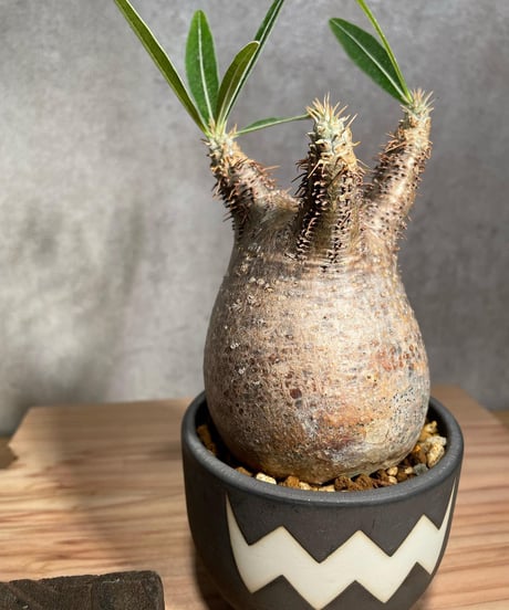 パキポディウム グラキリス　Pachypodium gracilius 　発根済　(商品番号gk-26valiem)  VALIEM 　BOWL　sizeS　(VALIEM巾着、タグ付き)
