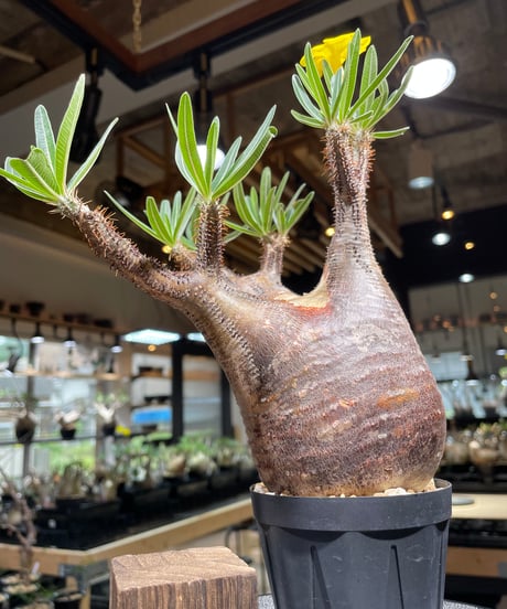 パキポディウム グラキリス　Pachypodium gracilius 　発根済　(gk-266)