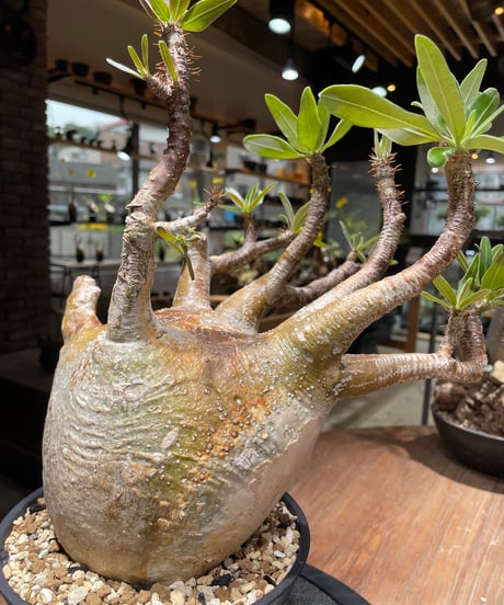 パキポディウム グラキリス　Pachypodium gracilius 　発根済　(gk-464)