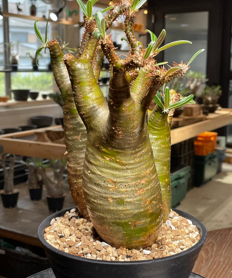 特大多頭！グラキリス パキポディウム トリプルヘッド 現地球 グラキリス発根済 パキポディウム グラキリス 多頭 Pachypodium gracilius 発根済