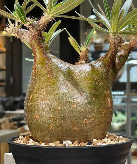 パキポディウム グラキリス　Pachypodium gracilius 　発根済　(gk-567)