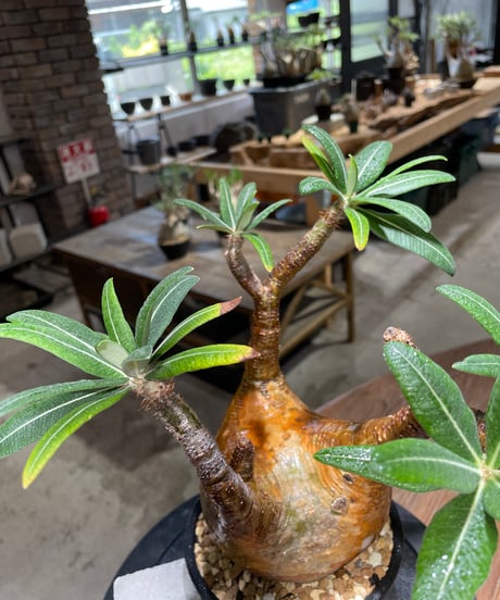 パキポディウム グラキリス　Pachypodium gracilius 　発根済　(gk-483)