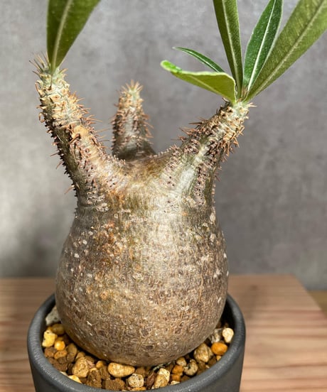 パキポディウム グラキリス　Pachypodium gracilius 　発根済　(商品番号gk-26valiem)  VALIEM 　BOWL　sizeS　(VALIEM巾着、タグ付き)