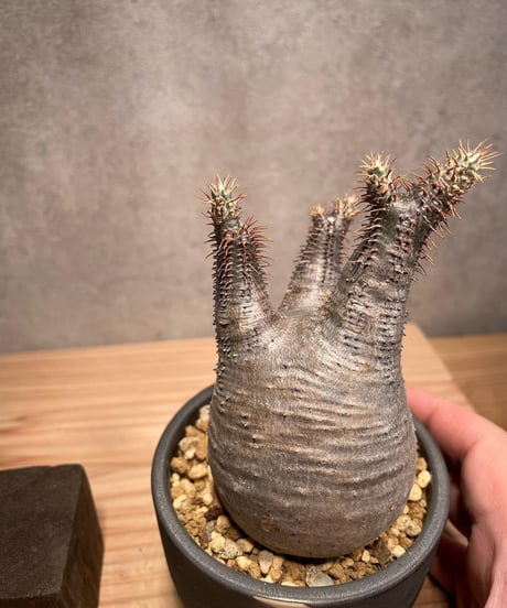 パキポディウム グラキリス　Pachypodium gracilius 　発根済　(商品番号gk-44valiem)  VALIEM 　BOWL　sizeS　(VALIEM巾着、タグ付き)