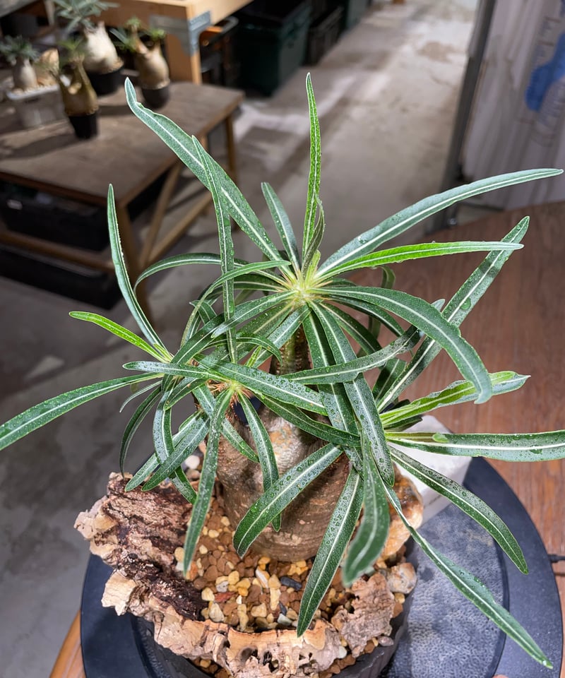 【発根済】黒肌　希少　グラキリス　パキポディウム　n/oh 発根済】黒肌 希少 グラキリス パキポディウム n/oh 発根済】黒肌 希少