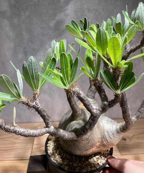 パキポディウム グラキリス　Pachypodium gracilius 　発根済　(商品番号gk-75)