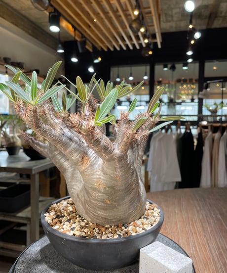 パキポディウム グラキリス　Pachypodium gracilius 　発根済　(gk-564)
