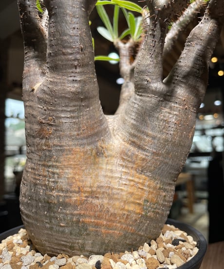 パキポディウム グラキリス　Pachypodium gracilius 　発根済　(gk-531)