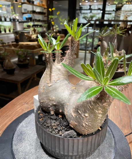パキポディウム グラキリス　多頭　Pachypodium gracilius 　発根済　(gk-457 valiem）VALIEM　VOID　M