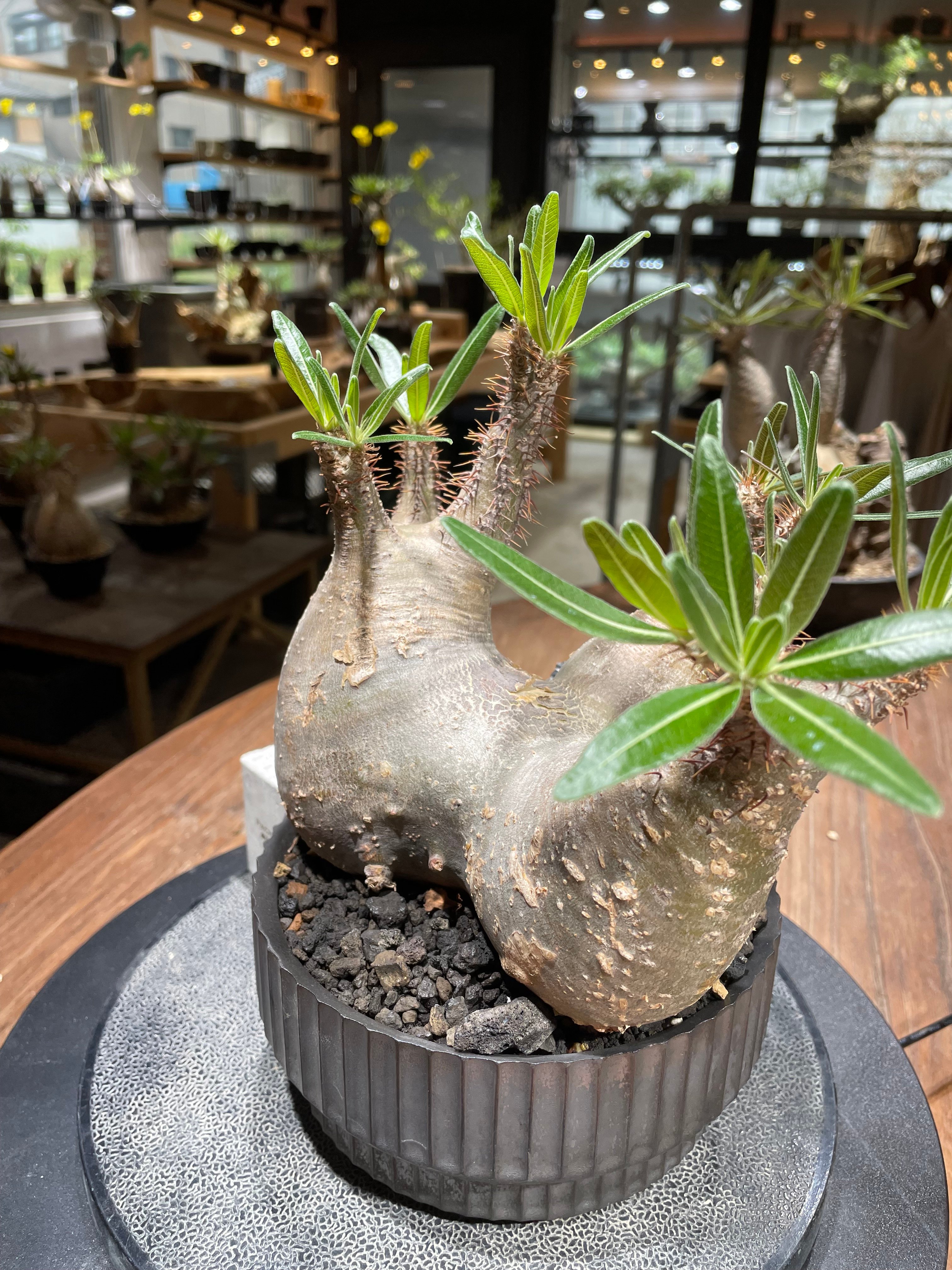 パキポディウム グラキリス 多頭 Pachypodium gracilius 発根済 (gk