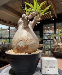 パキポディウム グラキリス 2頭 Pachypodium gracilius 発根済