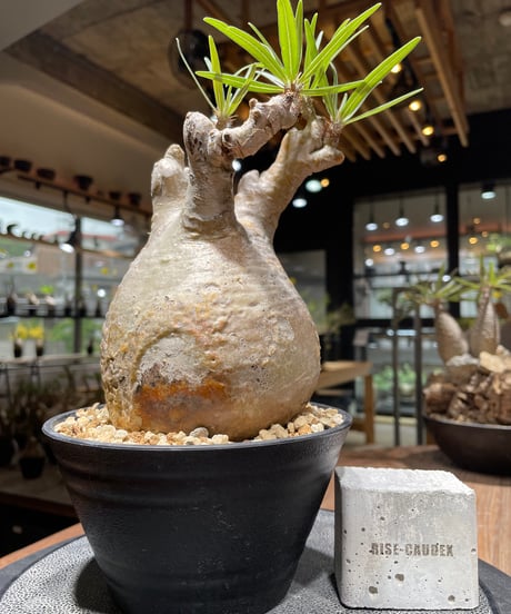 パキポディウム グラキリス　Pachypodium gracilius 　発根済　(gk-461)