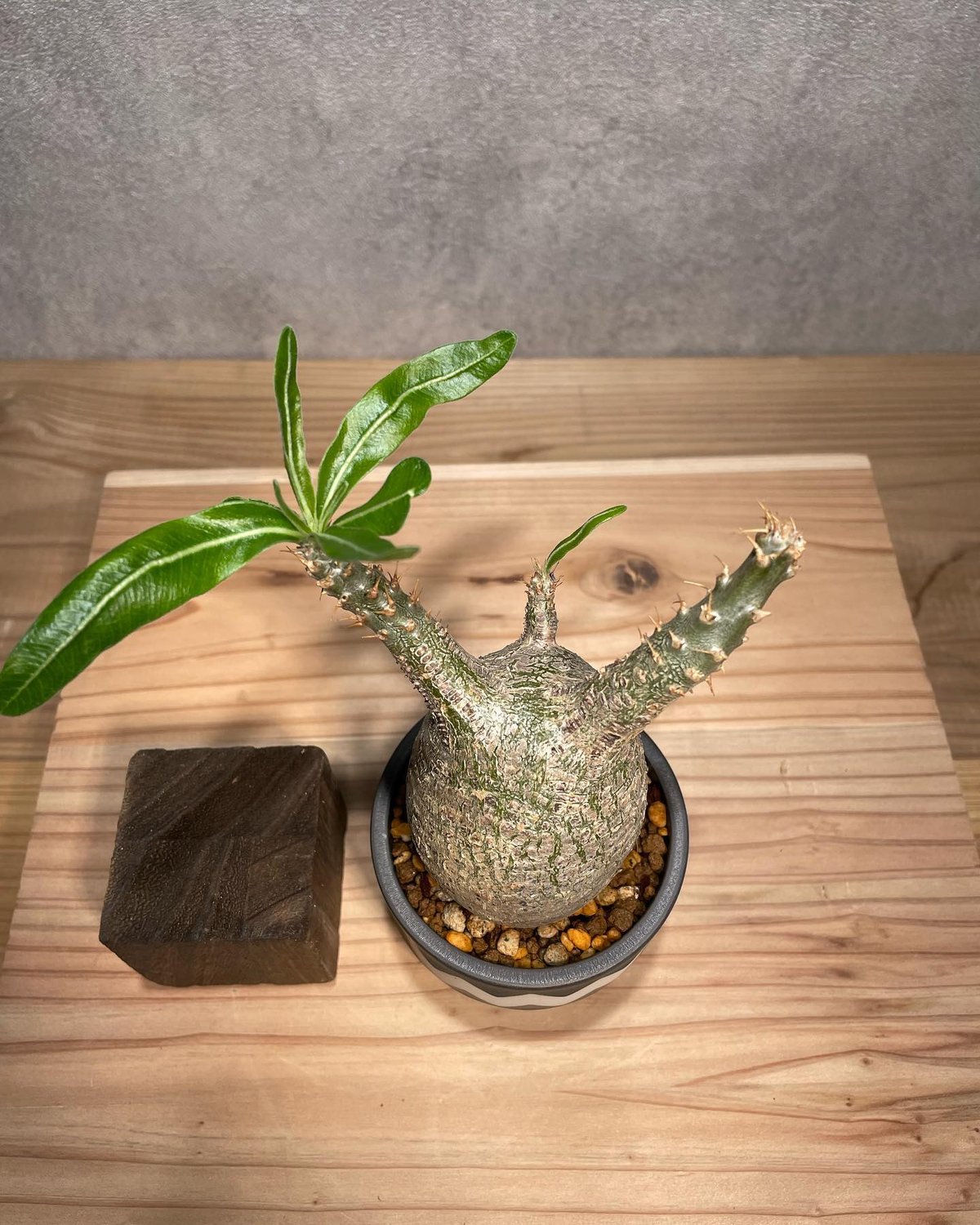 希少 チビグラキリス 現地球 発根済 希少 チビグラキリス 現地球 発根済