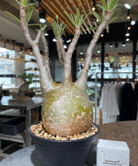 パキポディウム グラキリス　Pachypodium gracilius 　発根済　(gk-552)